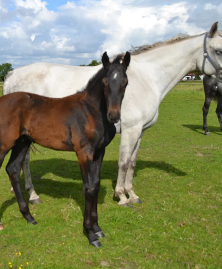 Pony Wayx Calmando
