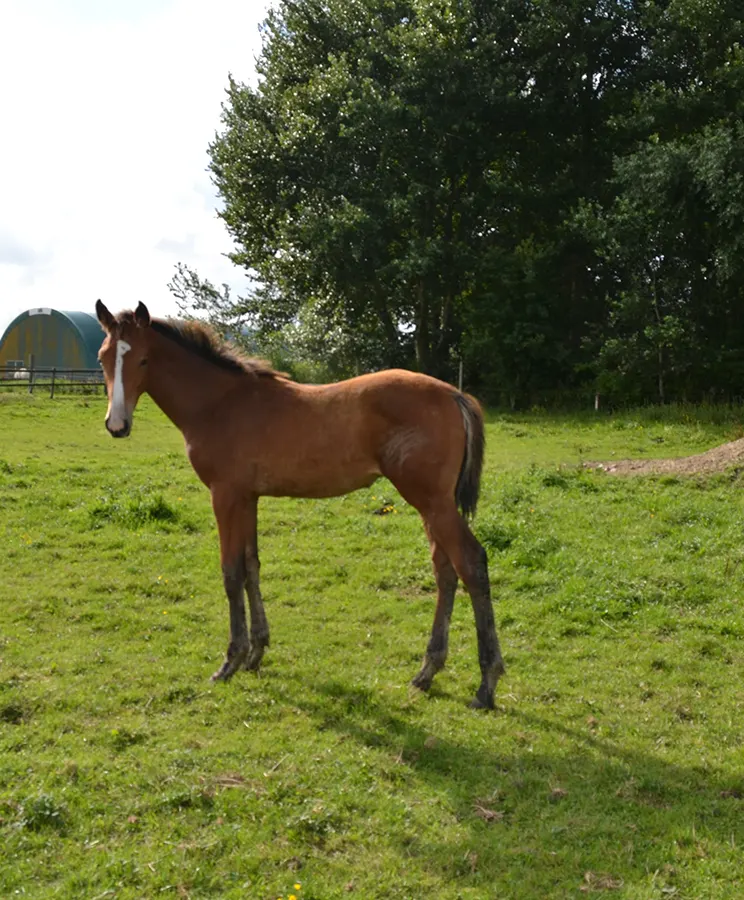 Pony Millions Wayx Crack