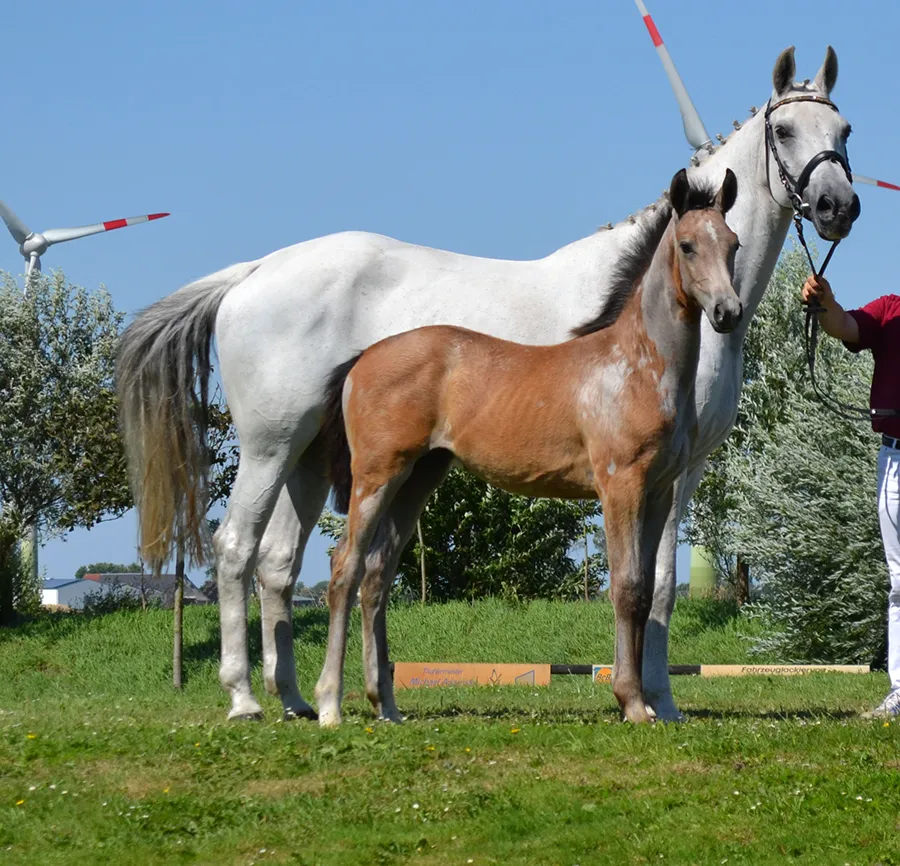 Weißes Pferd mit Fohlen